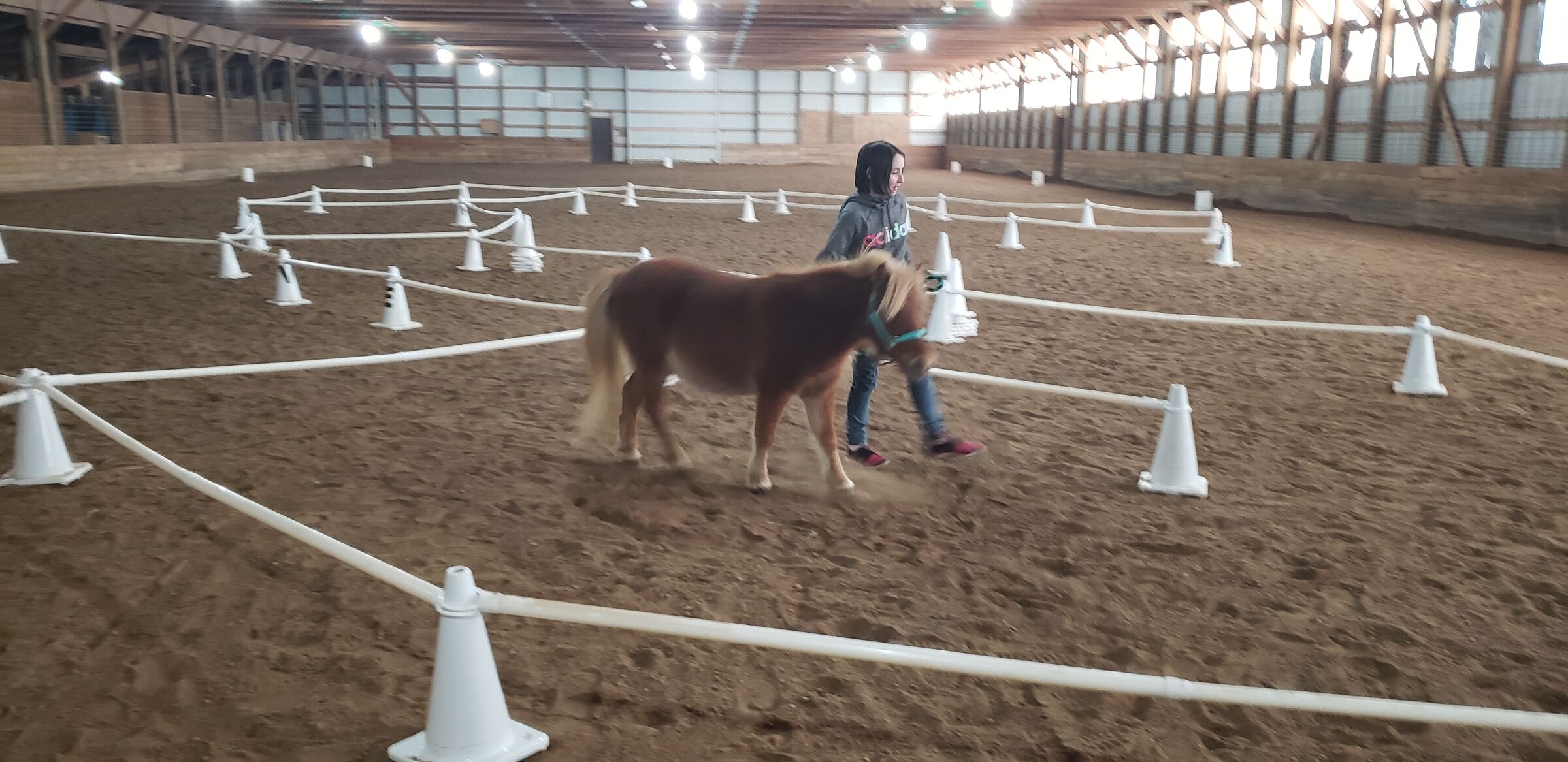 A small pony being led through a course of cones and poles in an indoor arena
