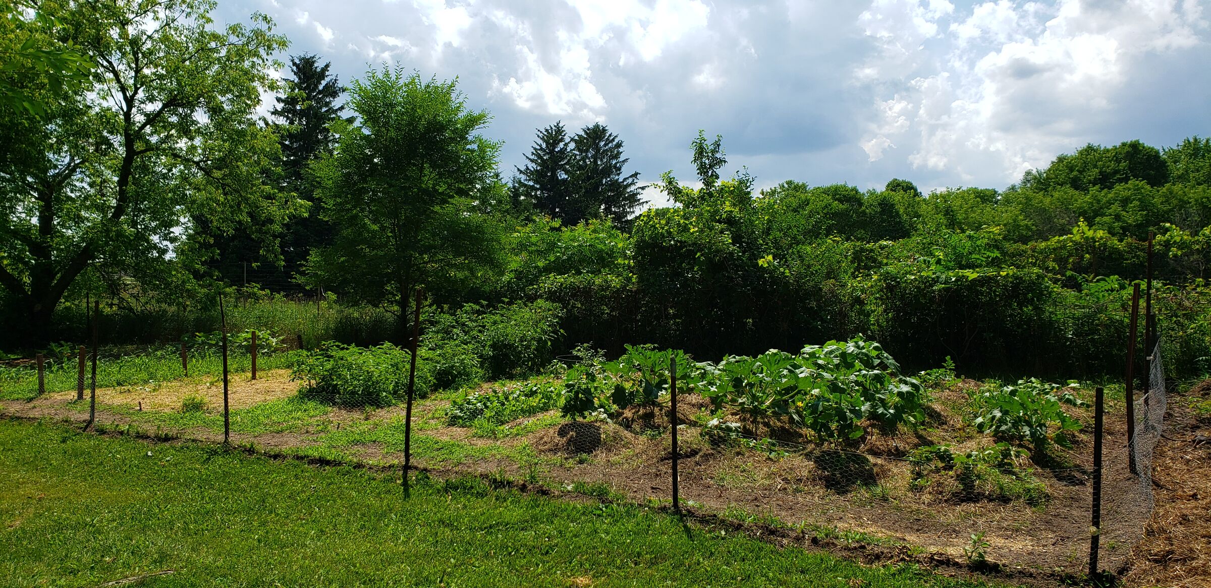 The garden in full summer